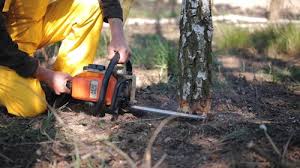 Lame Deer, MT Tree Removal Pros