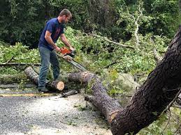 Best Tree Preservation Services  in Lame Deer, MT