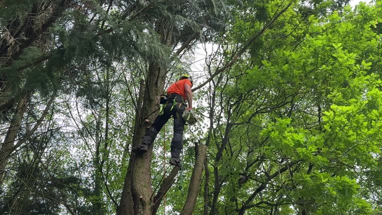 Best Tree Health Inspection  in Lame Deer, MT