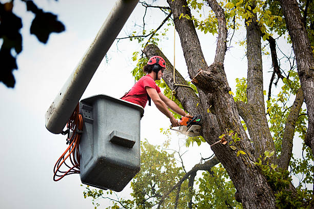 Best Tree Cabling and Bracing  in Lame Deer, MT
