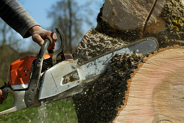 Best Tree and Shrub Care  in Lame Deer, MT